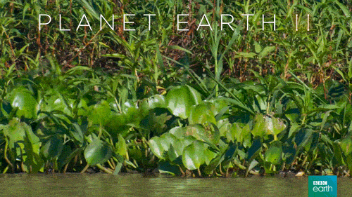 ‘Planet Earth II’ in Canada: When and where you can watch - image