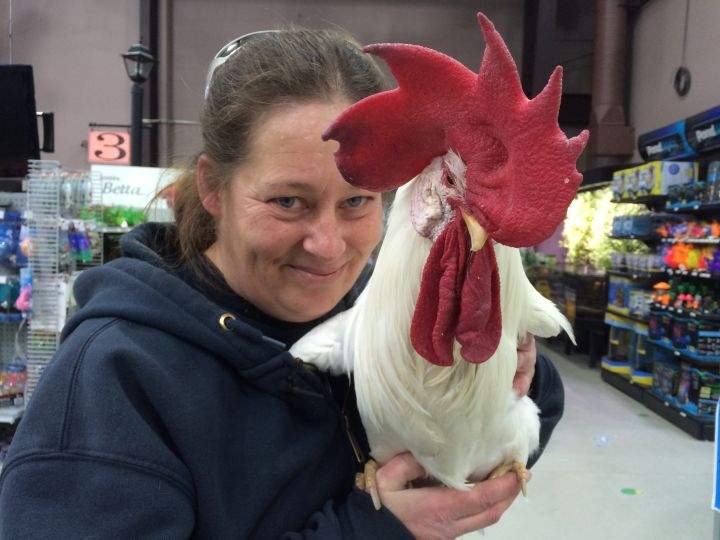 Aimee Diduck with her pet rooster Glen on Jan. 25, 2017.