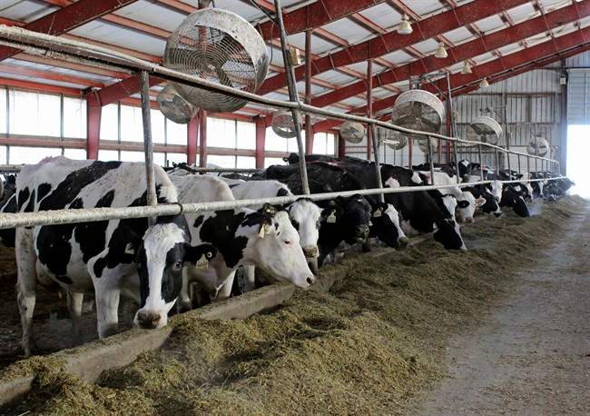 There’s no evidence that butter is harder due to palm supplements in cow feed - image