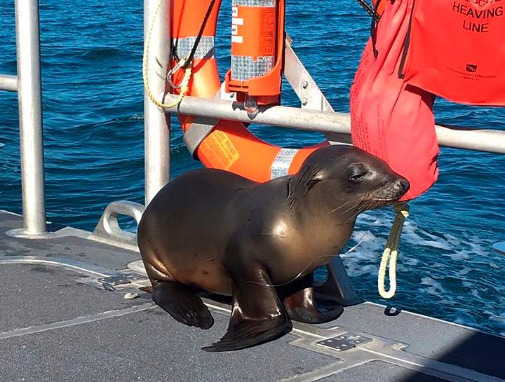 In this Saturday, Jan. 14, 2017 photo released by the U.S. Coast Guard Station Los Angeles, a sea lion hitches a ride on a US Coast Guard boat off the coast of Newport Beach, Calif.