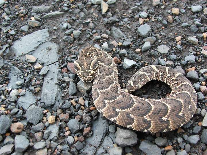 Toronto officials say they seized 20 live and 18 dead poisonous snakes from a home in North York on Jan. 3, 2017.