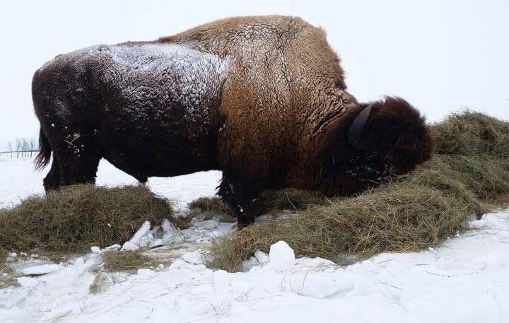 Jan. 22: This Your Saskatchewan photo was taken by Robert Johnson near Fairlight.