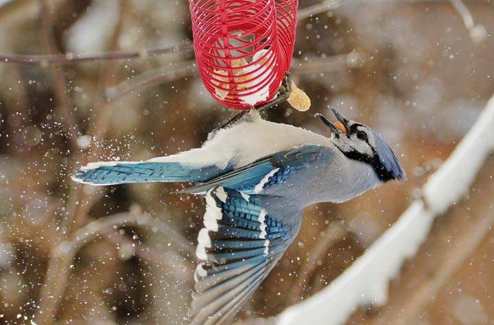Jan. 24: This Your Saskatchewan photo was taken by Margaret Flack in Vanscoy.