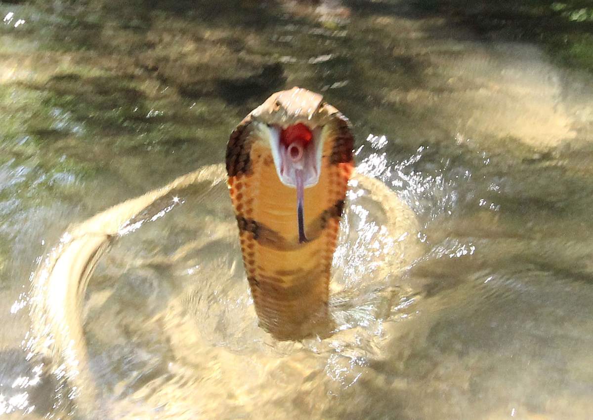The King Cobra faces photographer in strike pose.