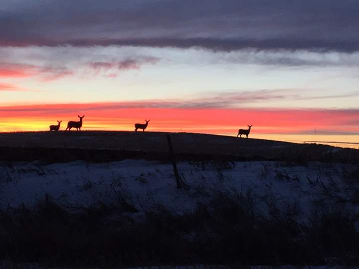Feb. 14: Chelsea Nelson took this Your Saskatchewan photo at Hillmond.