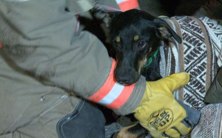 Scared dog rescued from underneath SUV engine in east-end Toronto - image