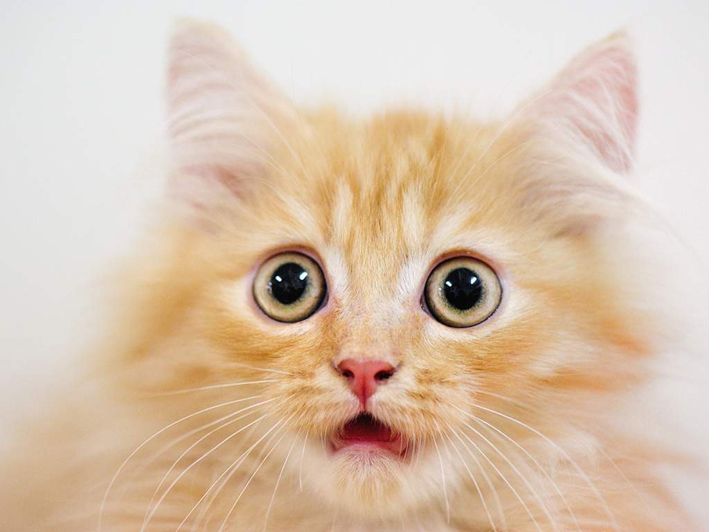 The inclusion of cats in this year's Westminster Kennel Club Dog Show has left many scratching their heads. 