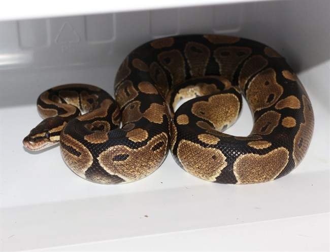 Officials at an Ontario university say a snake that went missing on campus last week has been found.The small ball python, shown in a handout photo, was reported missing at the University of Guelph last Thursday after a student brought it to campus in a backpack. 