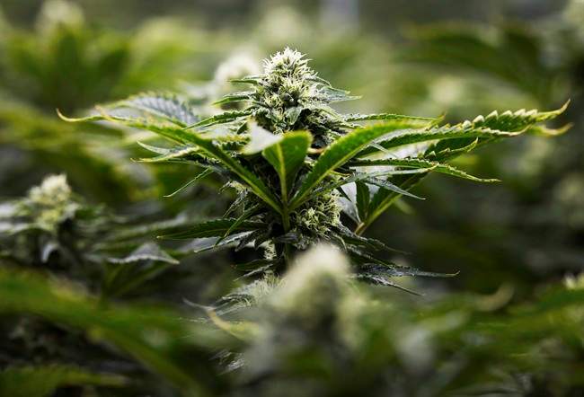 Marijuana is photographed at the growing facility in Markham, Ont., on Thursday, January 7, 2016.