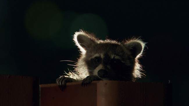 ‘I really did think it was going to kill me’: East Vancouver woman recounts raccoon attack - image
