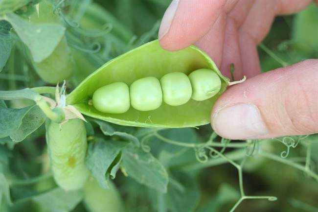 Beyond Meat has announced a multi-year pea protein supply agreement with French-based Roquette.