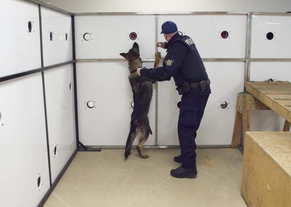 RCMP dog handler with fentanyl sniffing dog at scent wall.