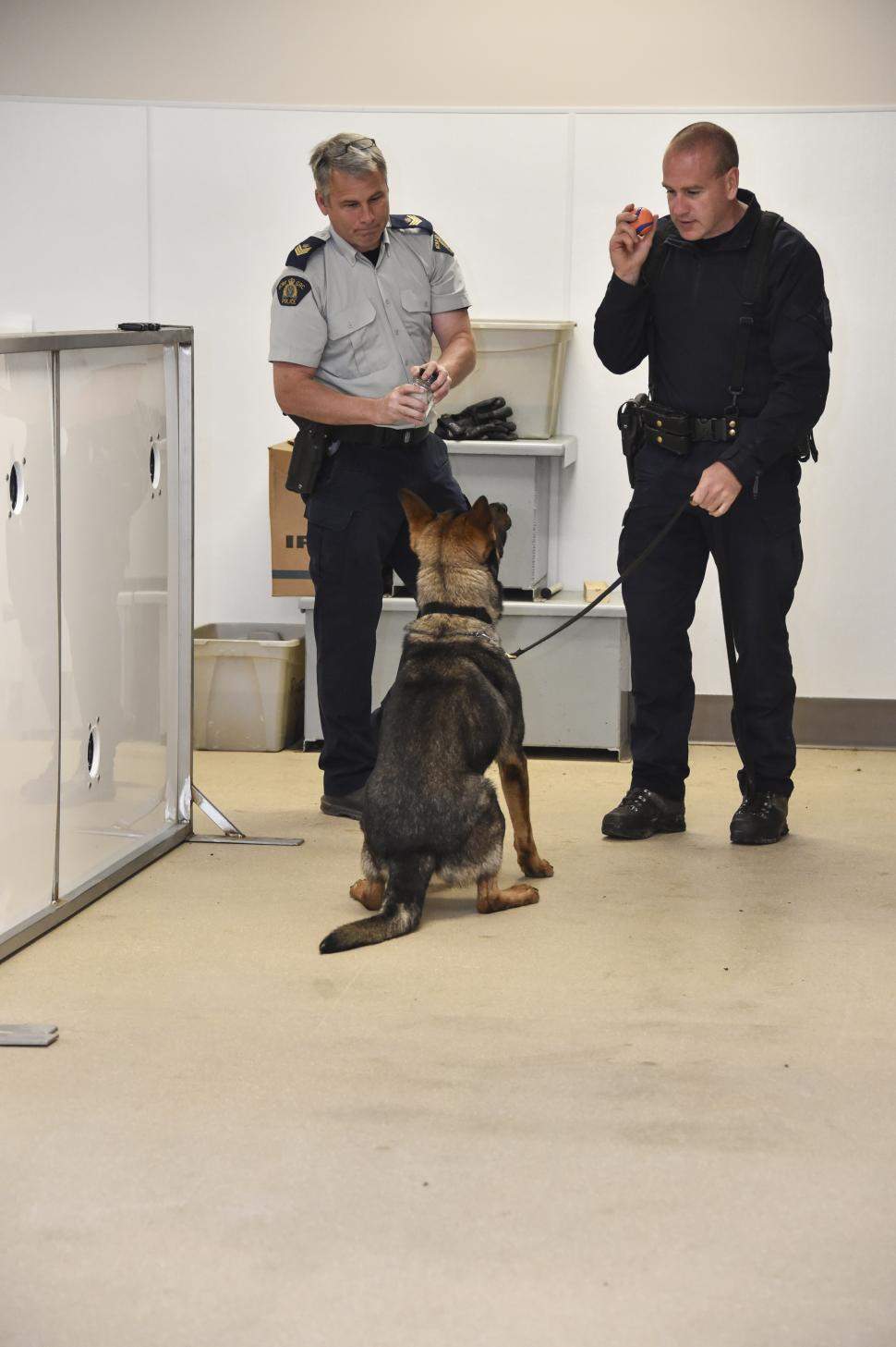 Fentanyl sniffing dog sits in front of RCMP dog handlers