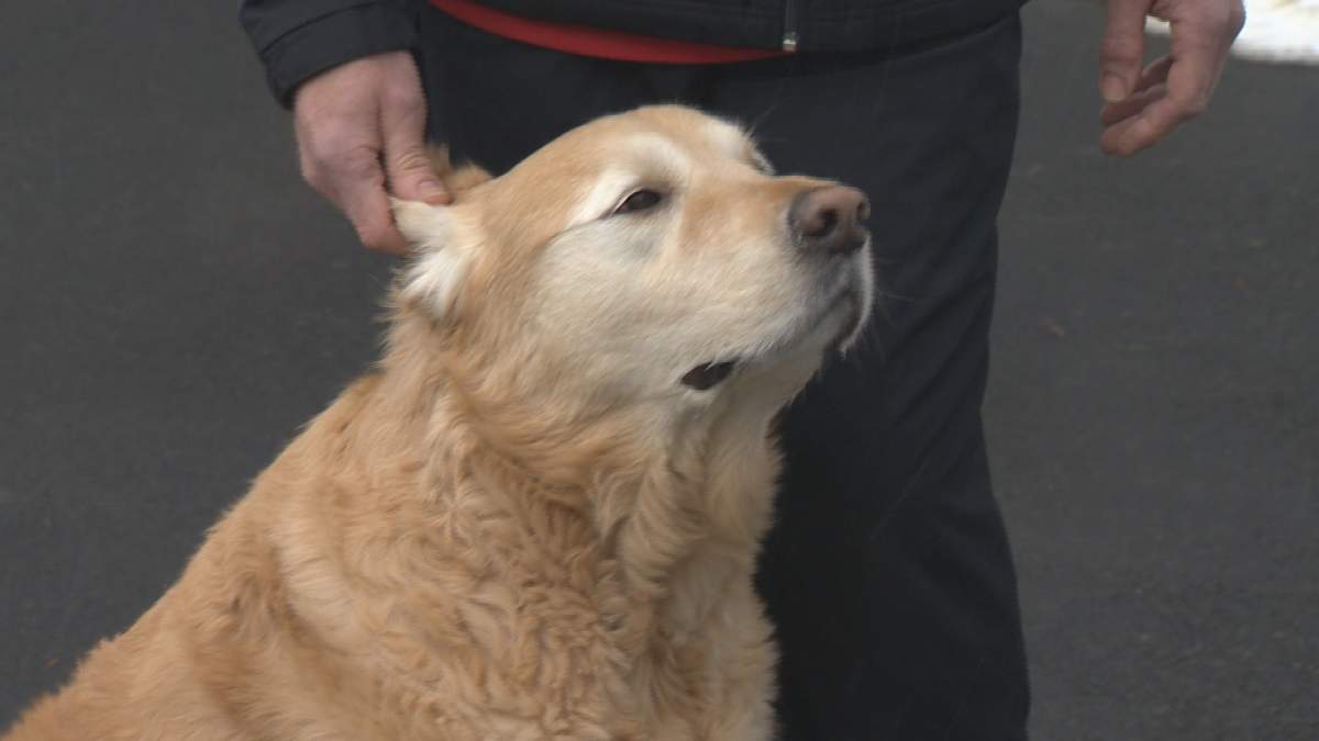 Steve Bayers says his dog Zoose helped to dig him free from a collapsed snow fort.