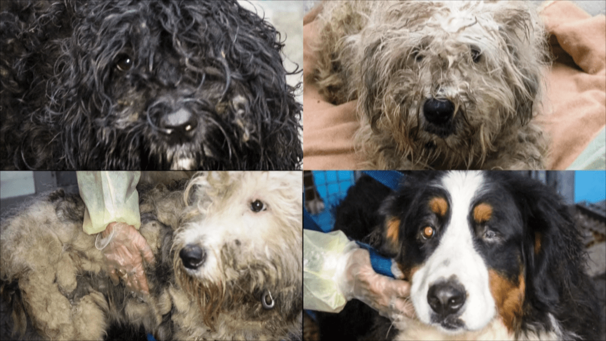 Langley puppy mill dogs reunited