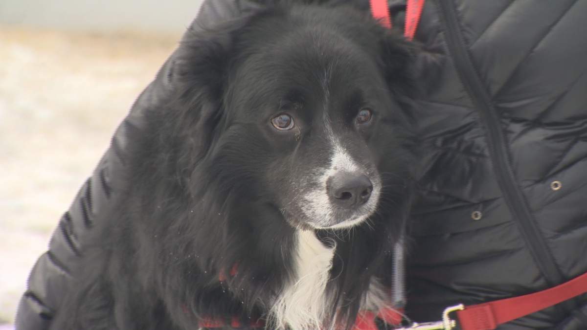 Rex, a 12-year-old Border Collie/Newfoundland Dog mix, is looking for his forever home.