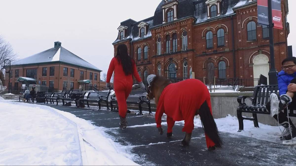 Ducky the miniature horse strolls through Truro, Nova Scotia with Tracey Higgins celebrating the Truro Long John Festival.
