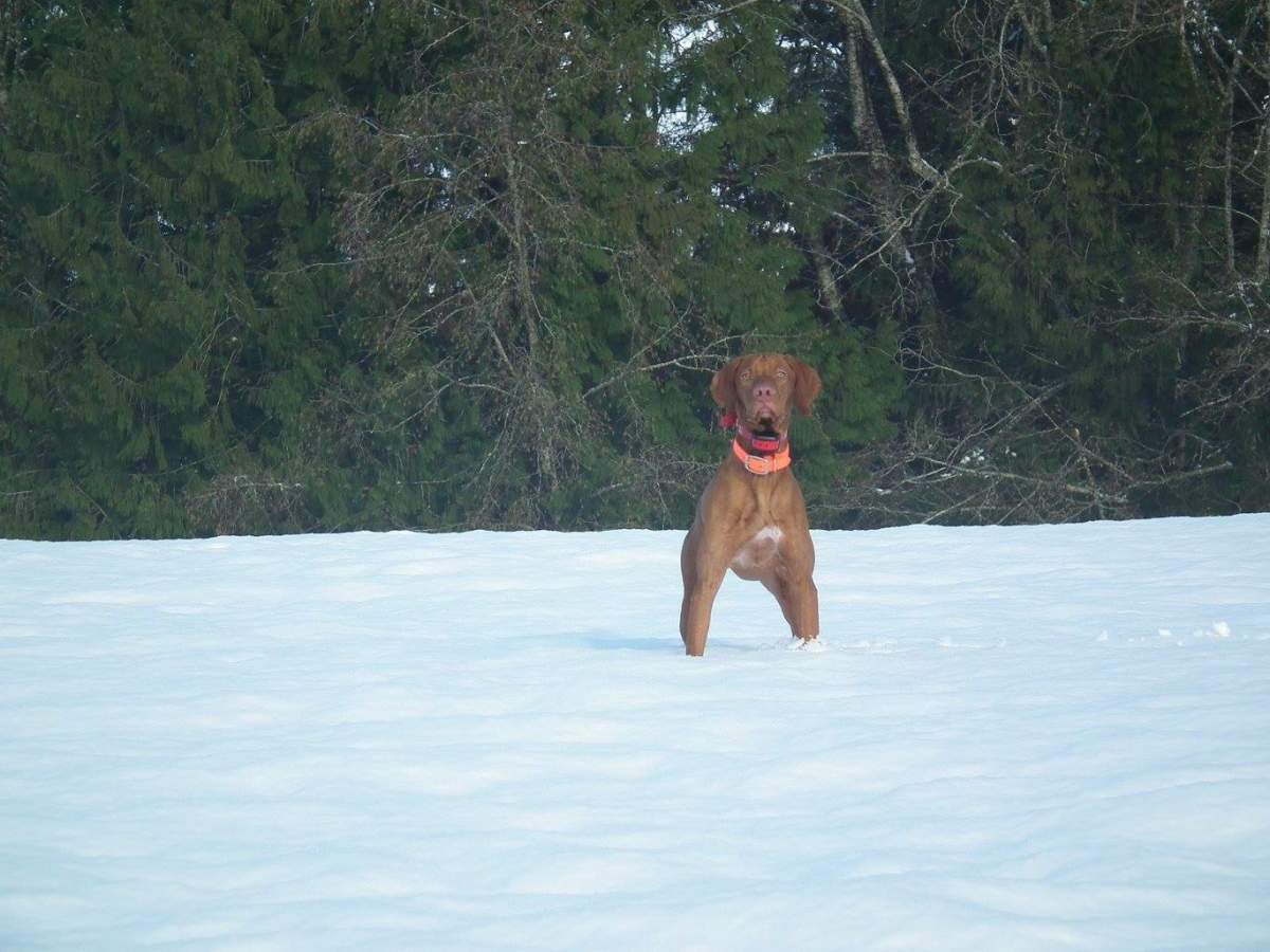 Beautiful photos of dogs playing in B.C. snow storm - image