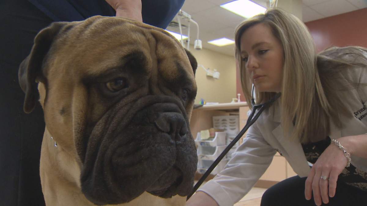 Dr. Crystal Craig examined Marshall before his blood was collected at the Metro Animal Emergency Clinic in Dartmouth on Feb. 7, 2017.