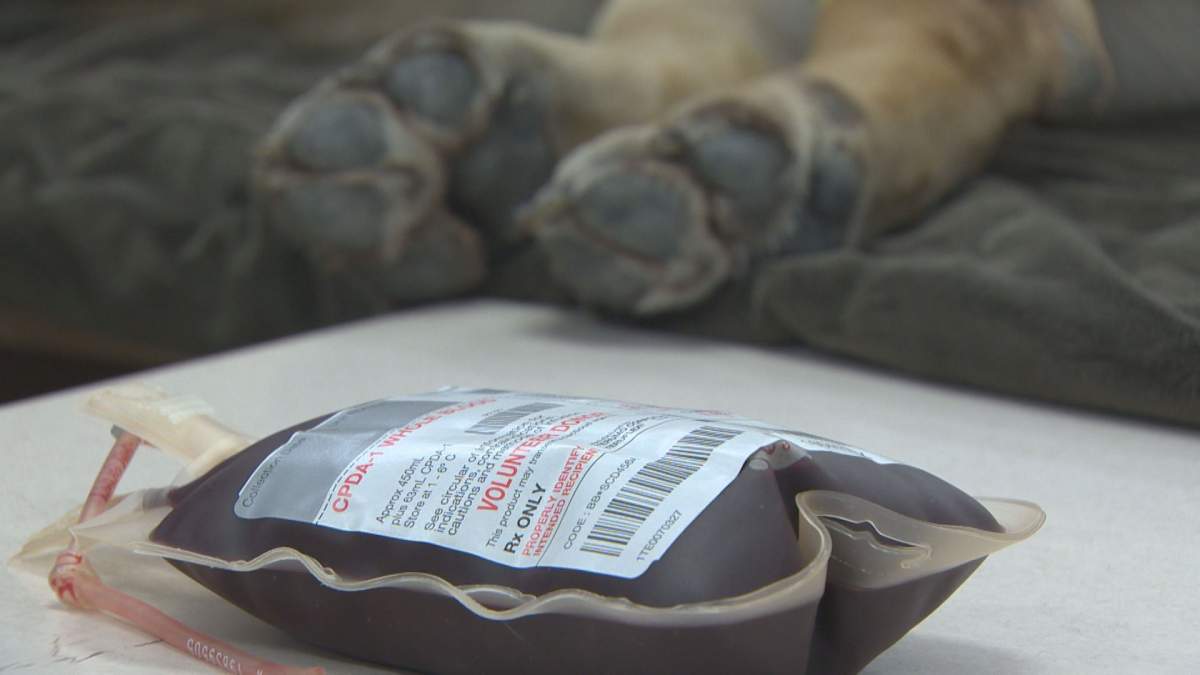 A donated unit of dog blood at the Metro Animal Emergency Clinic in Dartmouth, pictured on Feb. 7, 2017.