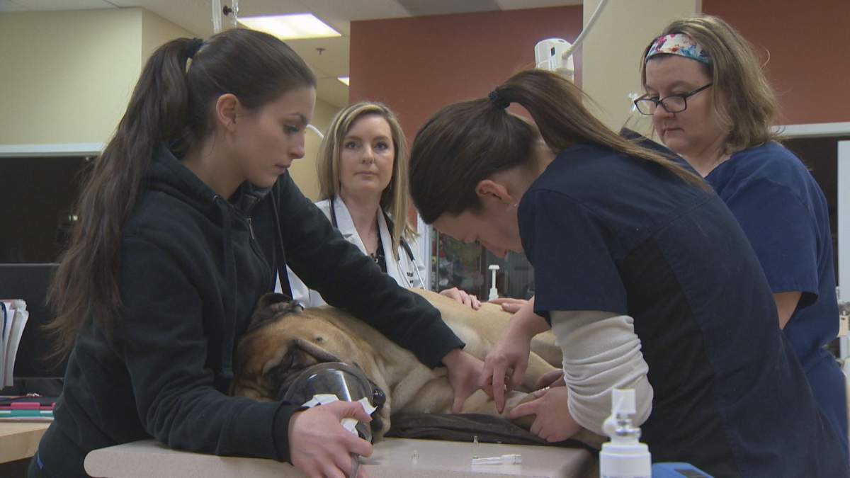 The team at the Metro Animal Emergency Clinic in Dartmouth get Marshall the dog ready to give blood on Feb. 7, 2017.