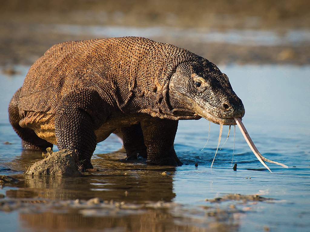 ‘Planet Earth II’ review: 9 things to know about the nature docuseries - image