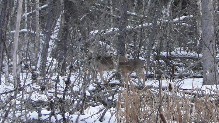 Feb. 5: This Your Saskatchewan photo was taken by Shelly Gerein at Meadow Lake Provincial Park.