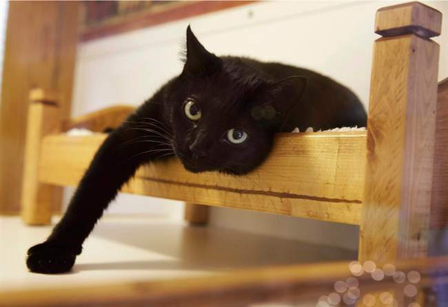 Nova Scotia's ban on cat declawing has come into effect in the province.