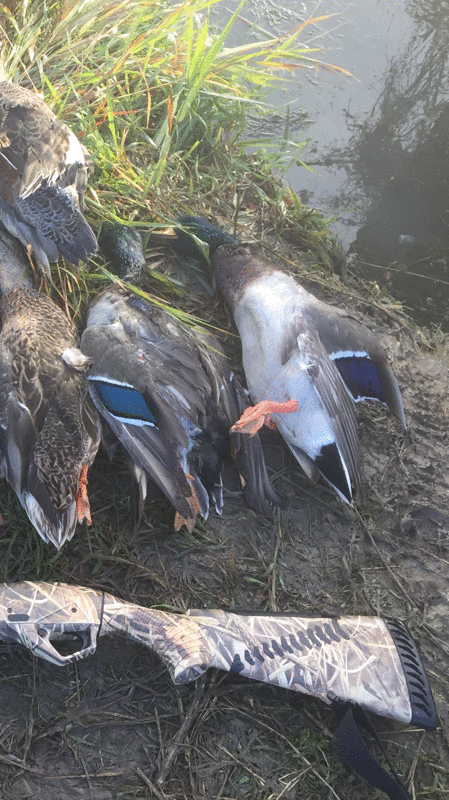 Ashley Ziegler and her husband shot these ducks while out hunting in the fall of 2015. They sent one of the ducks to Advantage Taxidermy and are still waiting to get it back.