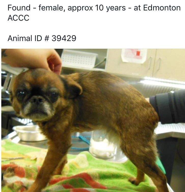 Alberta woman reunited with lost dog 4 years later: ‘My heart stopped beating’ - image