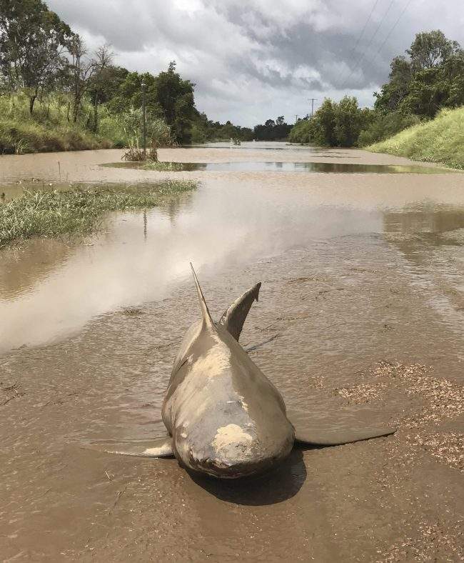 The shark is seen stranded in floodwaters in Ayr, northeast Australia.