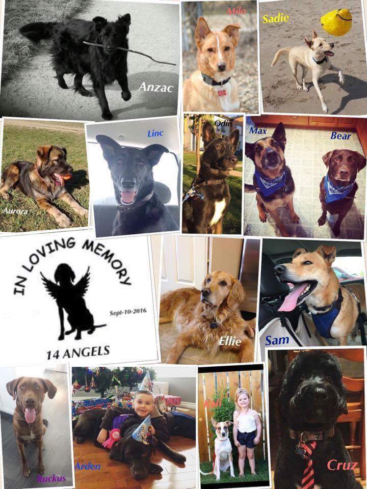 Playful Paws owner, Dave Deplaedt, was a 'no show' at court for an animal negligence charge in the case of 14 dogs who died in September.