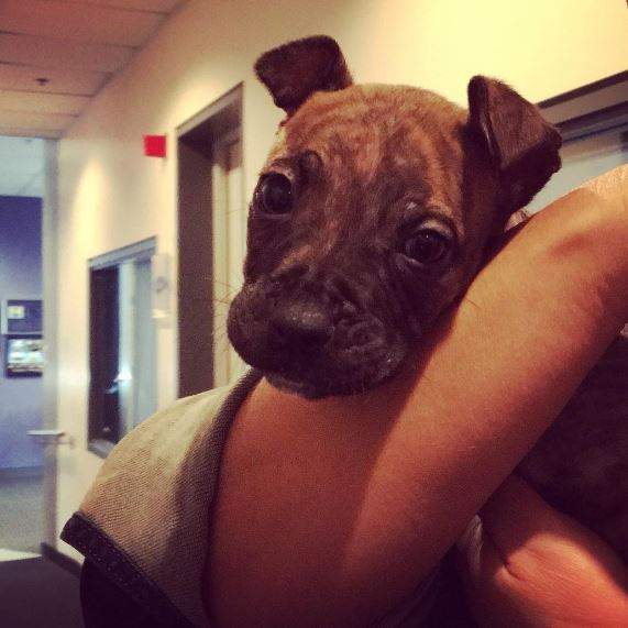 Brindle, who suffered a leg injury during a home accident, visits the AM980 studios.