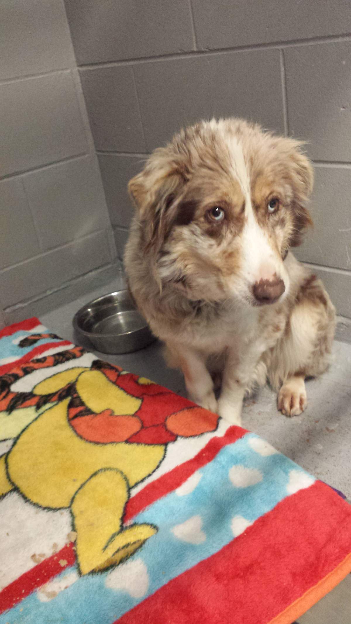 One of the 27 animals seized at a property south of Burns Lake.