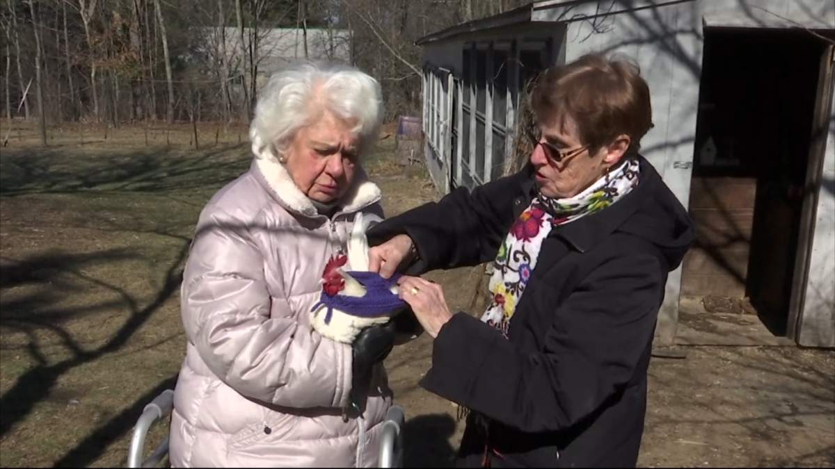 Fowl fashion: Seniors knit winter sweaters for chickens - image