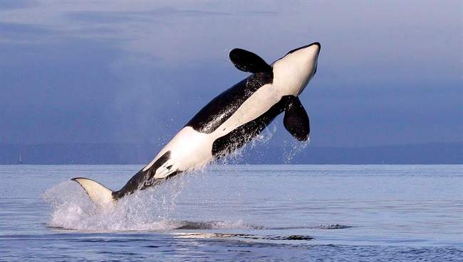 A female resident orca whale breaches while swimming in Puget Sound near Bainbridge Island as seen from a federally permitted research vessel Saturday, Jan. 18, 2014.
