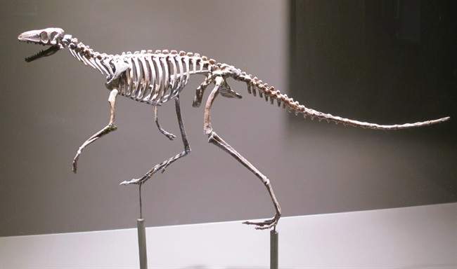 A skeleton of the proto-dinosaur Marasuchus, is shown in this undated handout photo.
