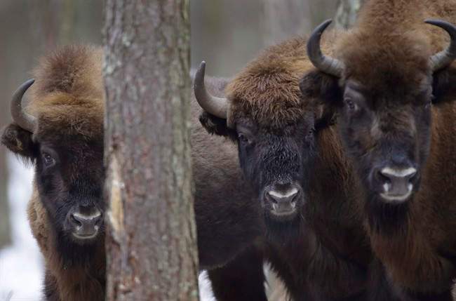 Scientists pinpoint when bison first arrived in North America - image
