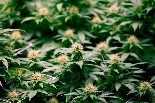 CanniMed Therapeutics seeks regulatory action against hostile takeover bid by Aurora Cannabis.
