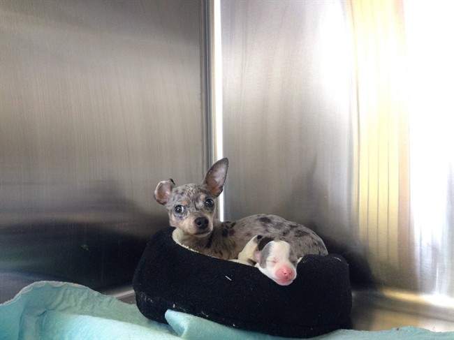 A man who had 101 dogs seized from his house in southern Alberta has voluntarily surrendered the animals to the Alberta SPCA. 