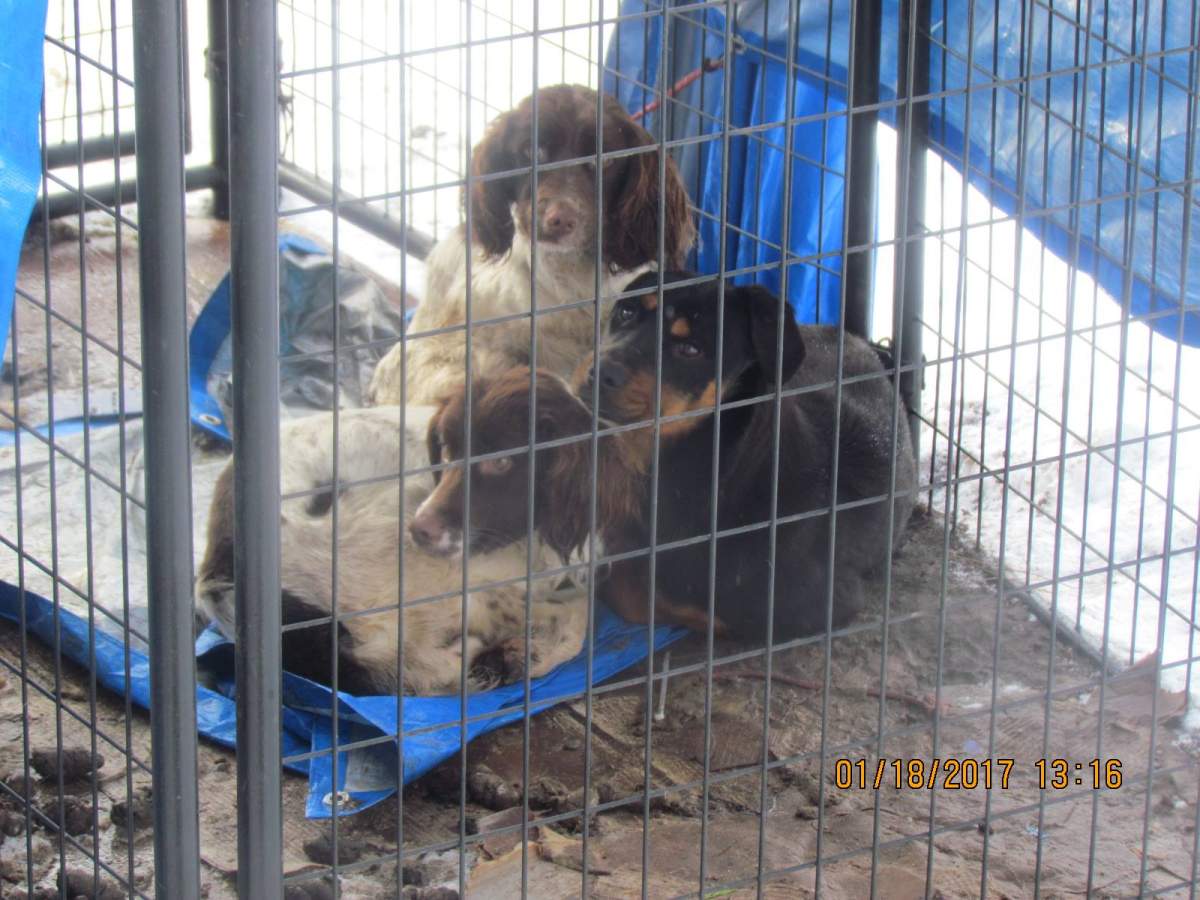 Penticton woman charged with animal cruelty - image