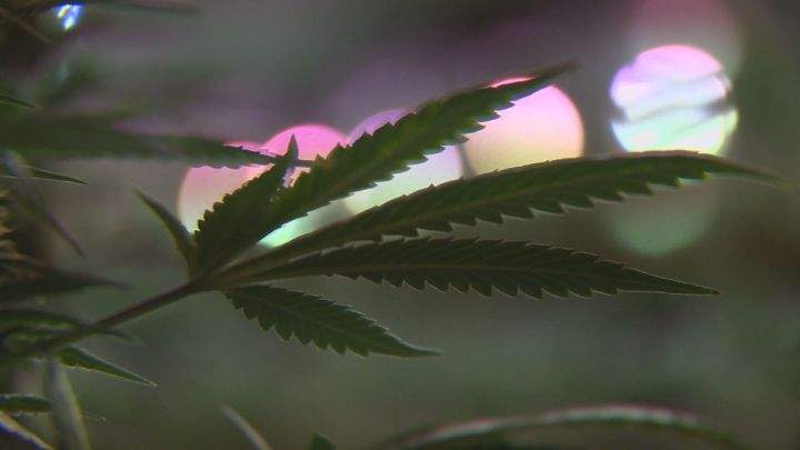 Newstrike shareholders have voted overwhelmingly in favour of an acquisition by CanniMed Therapeutics Inc.