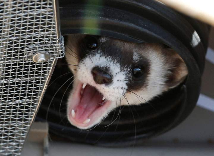 In this Oct. 5, 2015, photo, a black-footed ferret belts out warning during a release of 30 ferrets by the U.S. Fish and Wildlife Service at the Rocky Mountain Arsenal National Wildlife Refuge in Commerce City, Colo.