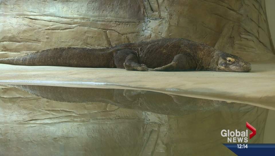 Calgary Zoo loaning Saskatoon Zoo two Komodo Dragons for the next year.