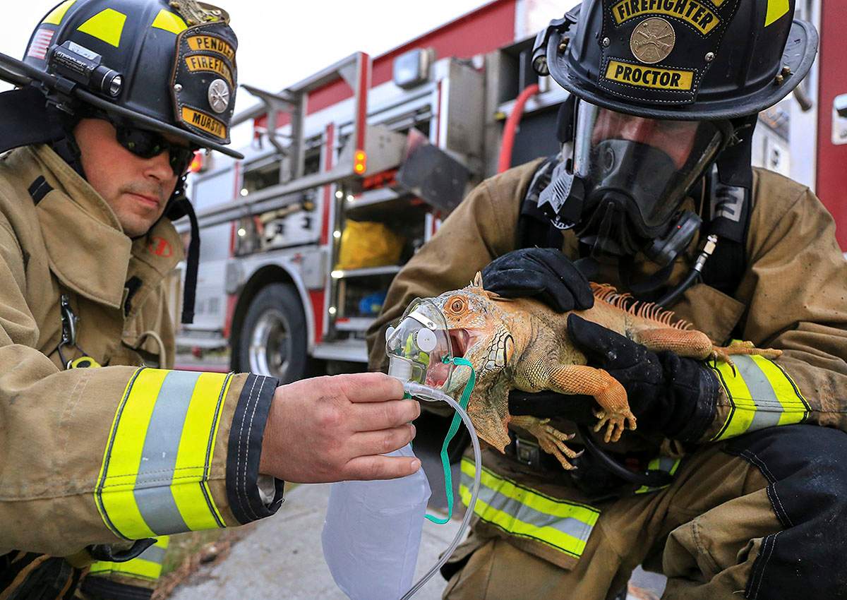 In this Friday, March 10, 2017 photo, Pendleton firefighter/paramedics Craig Murstig, left, and Marc Proctor give first-aid oxygen to an iguana rescued from a burning house on Southwest Goodwin Ave. in Pendleton, Ore.