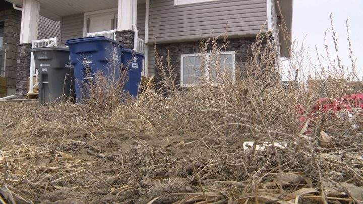 Turf wars: why a landscape bylaw maybe looming for Saskatoon homeowners - image
