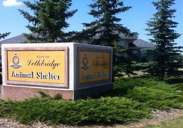 File: Lethbridge Animal Services.