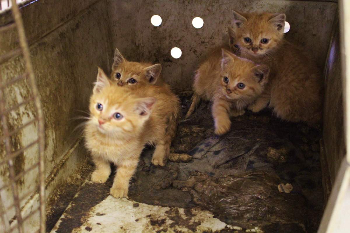 A mother cat and five kittens were among the 17 cats found inside a Nova Scotia home last March.