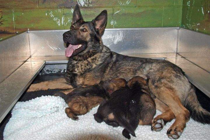 Mama dog Haley nurses three German shepherd puppies at the RCMP Police Dog Service Training Centre.