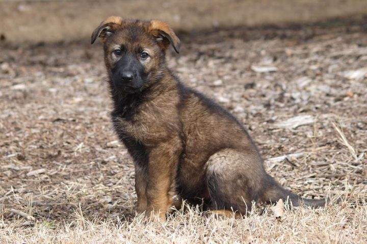Haley, seen here as a puppy, was one of the puppies named in the 2015 RCMP Name the Puppy contest.